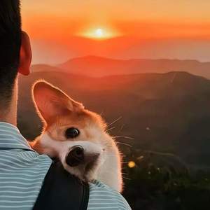 悄悄做个梦给你