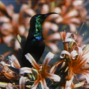 safaribill - THE MEDICINE