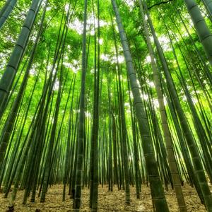 Bamboo