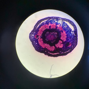 AMG EURO SPEC (Explicit)