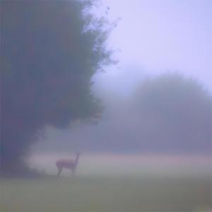 A Doe in the Mist