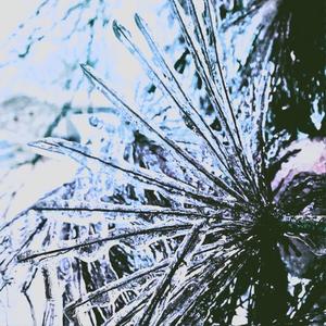 Frozen Pine