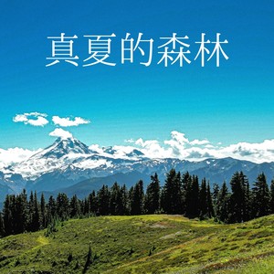 欢快的鸟叫声背景乐 (DJ长音频)封面