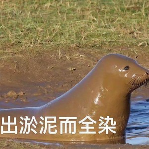 束竹令·1版 (待优化)