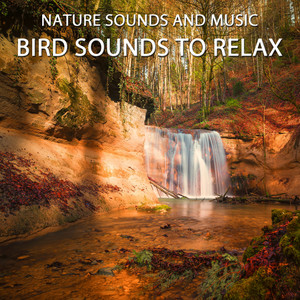 Bird Sounds to Relax