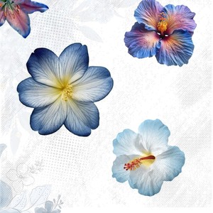 No quisiste conocerme