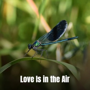 Love Is in the Air