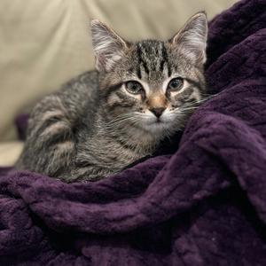 lonely space cowboy (Explicit)