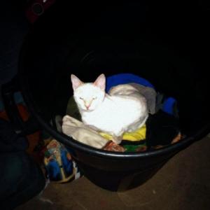 Another Sleep Deprived Call For Attention? Really ?(feat. Ash Yxung & Keygencore) (Explicit)