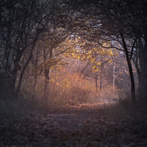 Asleep in the Forest