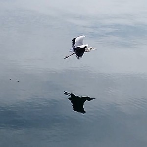 葵ちゃん (Instrumental)