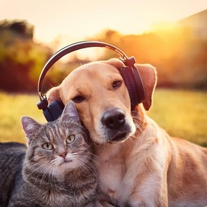 Melodies for Pets: Soothing Animal Harmonics