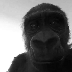 cough cough (Explicit)