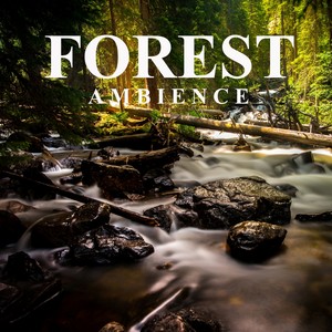 Forest Ambience (Unlimited Hours)