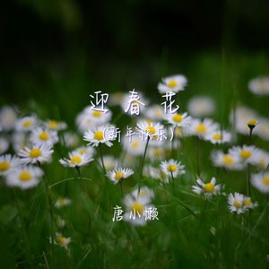 迎春花（新年快乐）