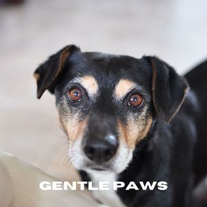 Gentle Paws