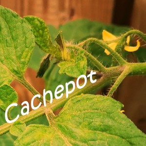 Cachepot