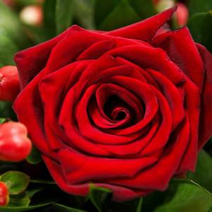 Last Rose Petals (Explicit)