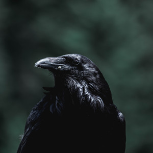 Jackdaw