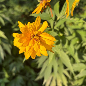 Charlie et Charlène