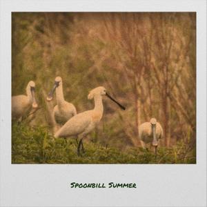 Spoonbill Summer