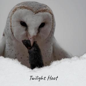 Twilight Hoot