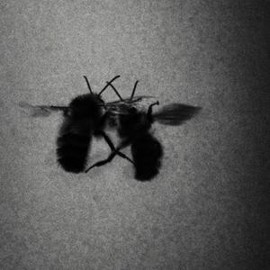 Bee Wax On My Cigarette (Explicit)