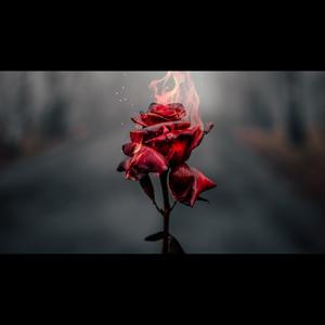 Burning Roses (Explicit)