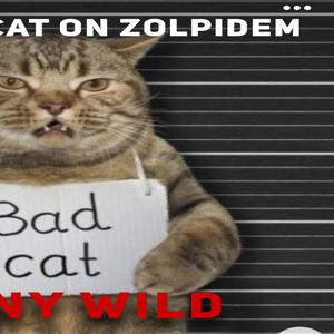 Cat on zolpidem