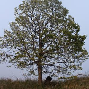 how did my blood get on the wall?