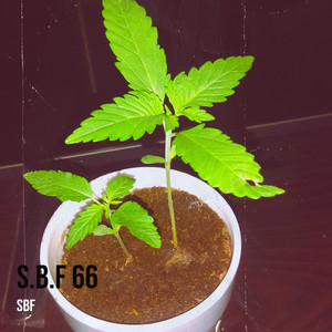 S.B.F 66 (Explicit)