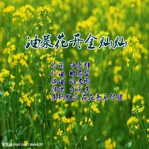 油菜花开金灿灿