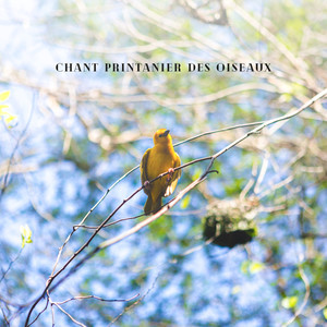 Chant printanier des oiseaux: Méditation naturelle et consolation