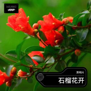石榴花开 (伴奏)