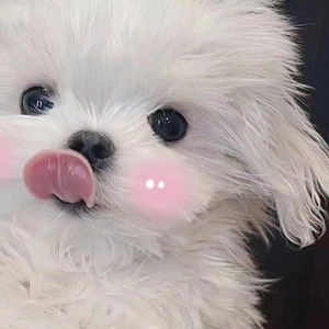 舒伯特玫瑰封面