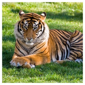 Amazonian's Lets Work Together (feat. Bustane M)