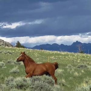 Wild Horse