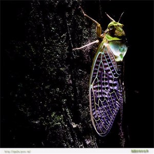 远方伴奏 (伴奏)