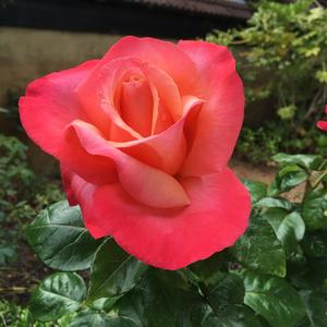 Just a Simple Rose (feat. Gary Clute)