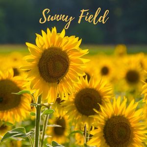 Sunny Field