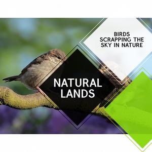 Natural Lands - Birds Scrapping the Sky in Nature