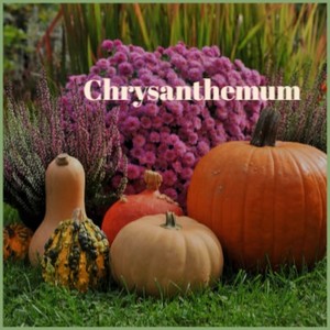 Chrysanthemum