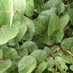 Studio Junkie (Explicit)