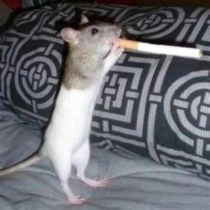 Autism by lil goofy (Explicit)