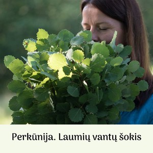 Laumių vantų šokis