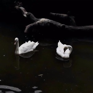 想念拟人化-唐弘铭