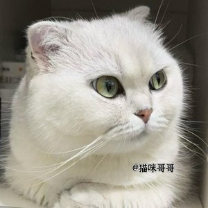 To 猫咪哥哥