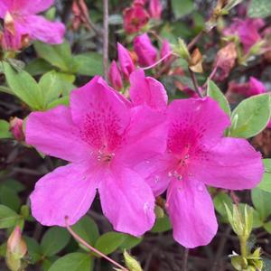 Purpose (feat. ZekeUltra) (Explicit)