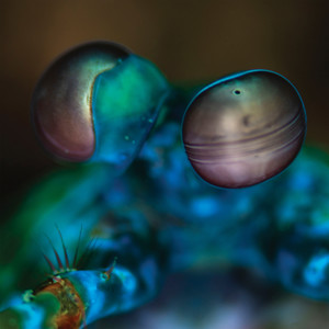 16 Dimensions of Underwater Light