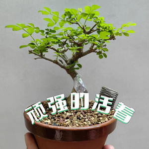 孔军 - 顽强的活着